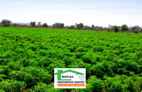 Emali Greenland Farm